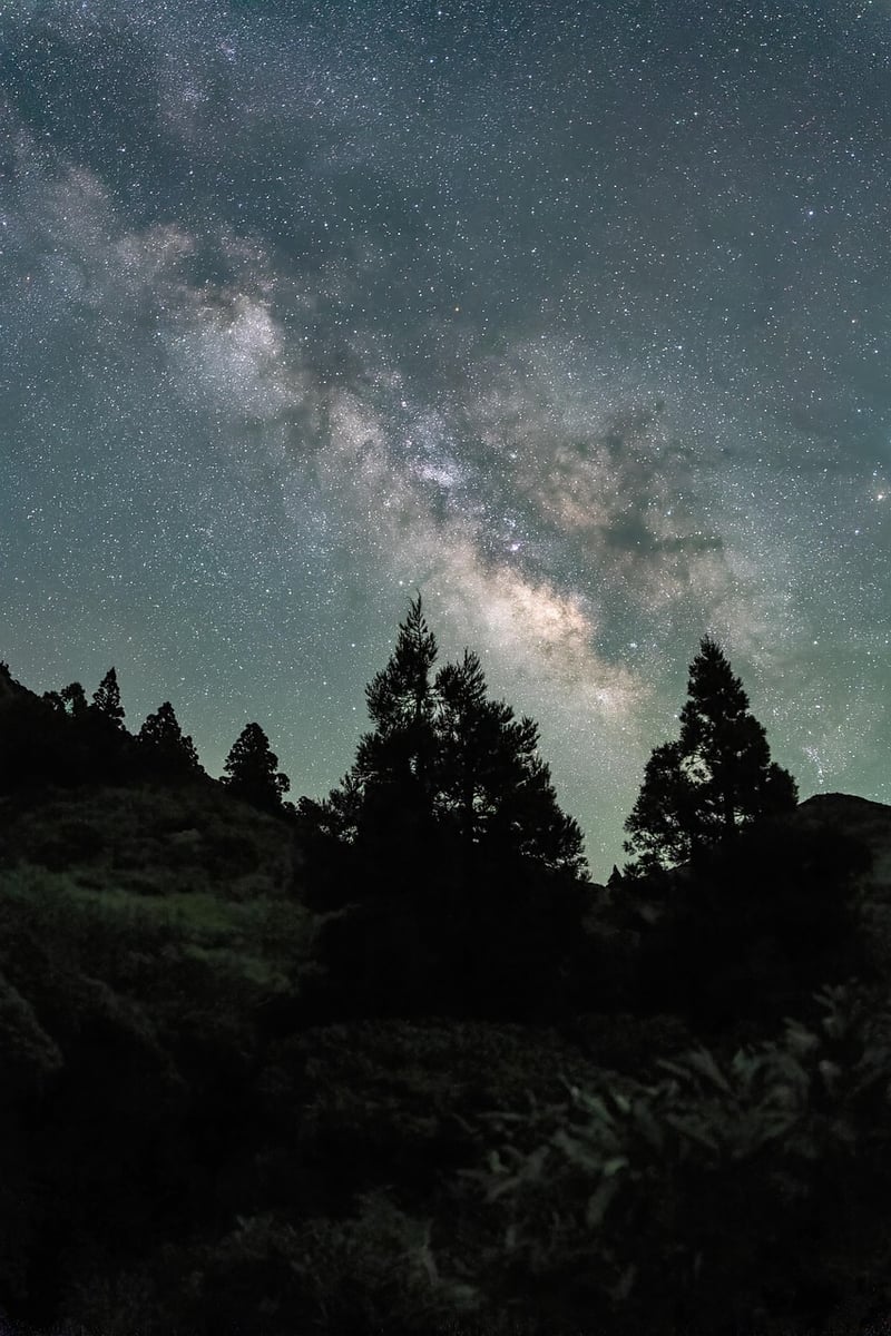 Starlit Gardens